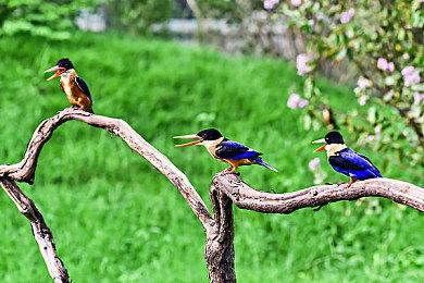 PC新游《记忆侦探：Akira》年内Steam抢测 肉鸽卡组构建