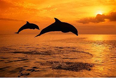 《崩坏：星穹铁道》新角色花火和光锥角色前瞻